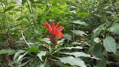 Aphelandra molinae