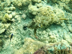 Sphoeroides lobatus