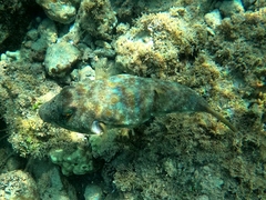 Sphoeroides lobatus