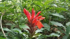Aphelandra molinae