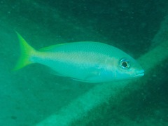 Lutjanidae