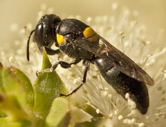 Hylaeus rotundiceps