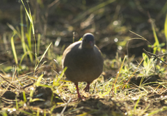 Crypturellus parvirostris