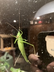 Neoconocephalus nebrascensis