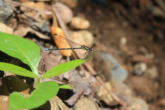 Argia oculata