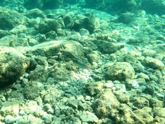 Halichoeres chierchiae