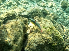 Halichoeres chierchiae