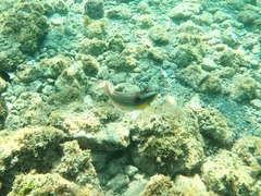 Halichoeres chierchiae