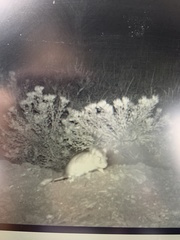 Onychomys leucogaster