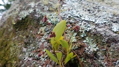 Stelis villosa