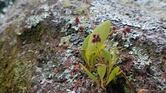Stelis villosa
