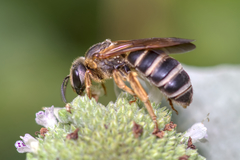 Halictus poeyi