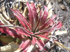 Hechtia pretiosa