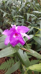 Sobralia macrantha