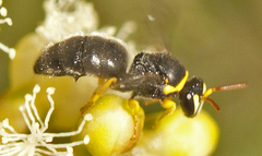 Hylaeus euxanthus