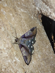 Ercheia
