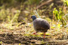 Crypturellus parvirostris
