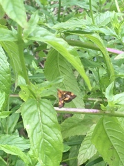 Pyrausta orphisalis