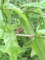 Pyrausta orphisalis