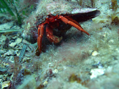 Paguristes frontalis