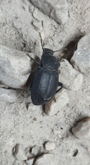 Tenebrionidae