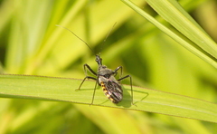 Rhynocoris marginellus