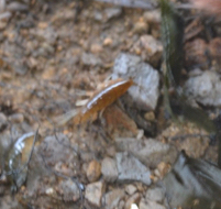 Traskorchestia traskiana