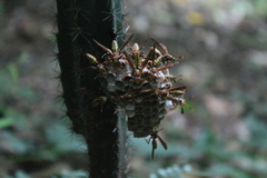 Polistes myersi