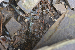 Traskorchestia traskiana