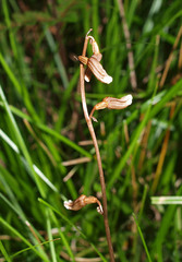 Gastrodia minor
