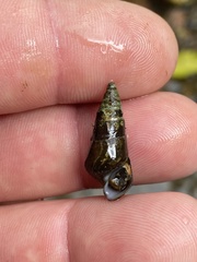 Pleurocera attenuata