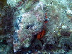 Paguristes frontalis