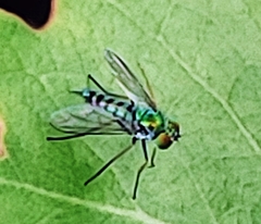 Condylostylus graenicheri