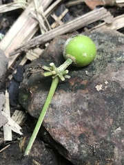 Daphnopsis caracasana