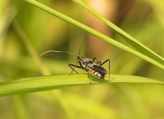 Rhynocoris marginellus