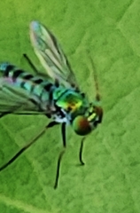 Condylostylus graenicheri