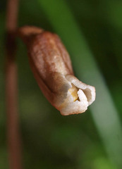 Gastrodia minor