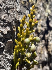 Arceuthobium littorum