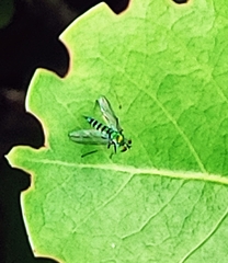 Condylostylus graenicheri