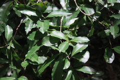 Aspidosperma polyneuron