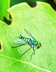 Condylostylus graenicheri