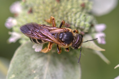 Halictus poeyi