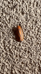 Hypoprepia miniata