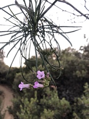 Eriodictyon altissimum