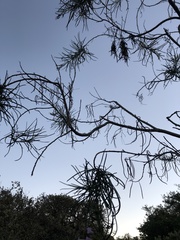 Eriodictyon altissimum