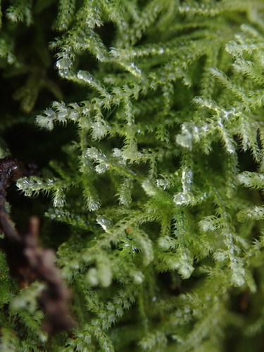 Neolepidozia tetrapila