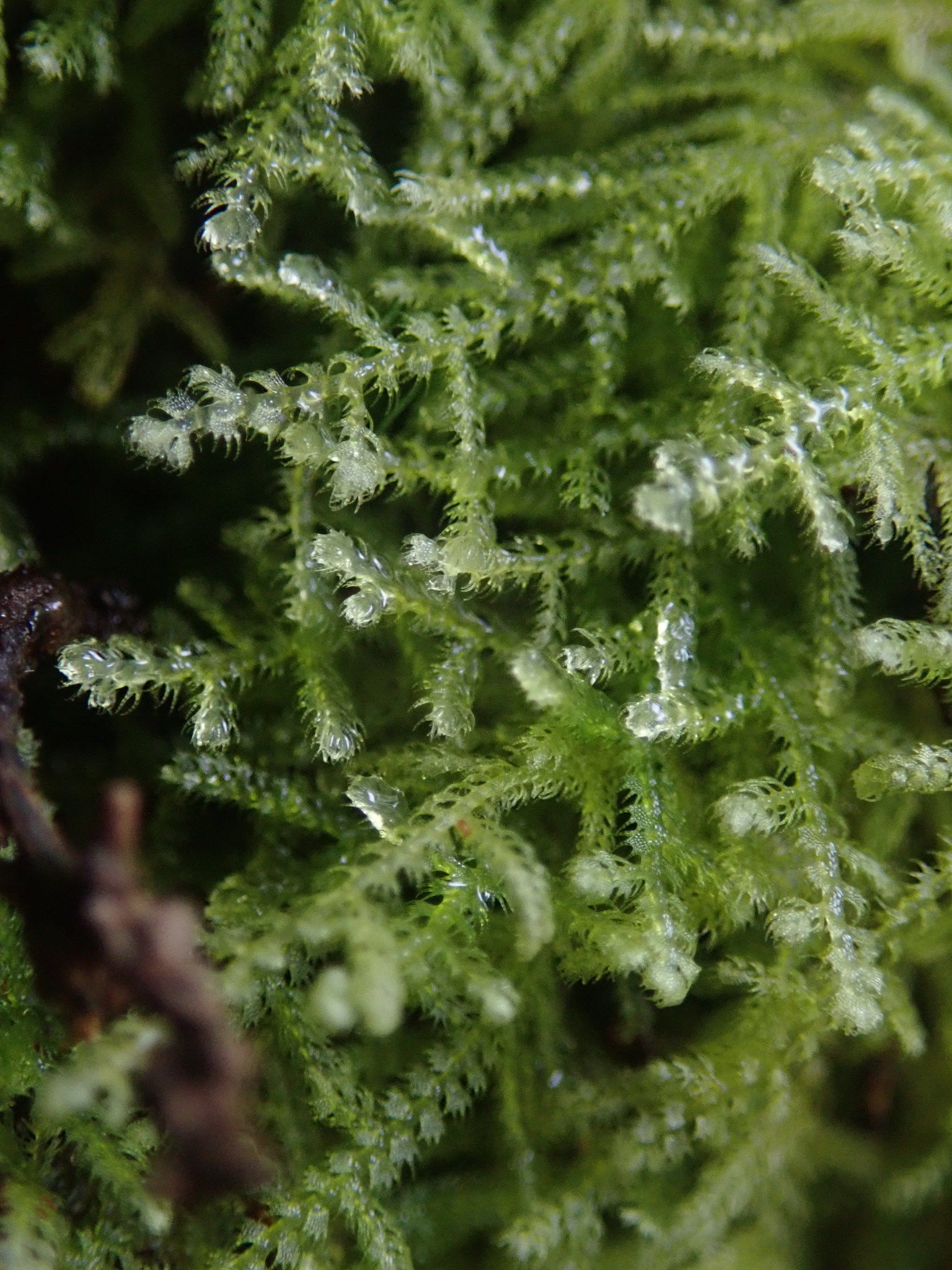 Neolepidozia tetrapila