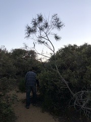 Eriodictyon altissimum