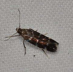Stagmatophora argyrostrepta