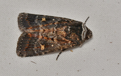 Proteuxoa marginalis
